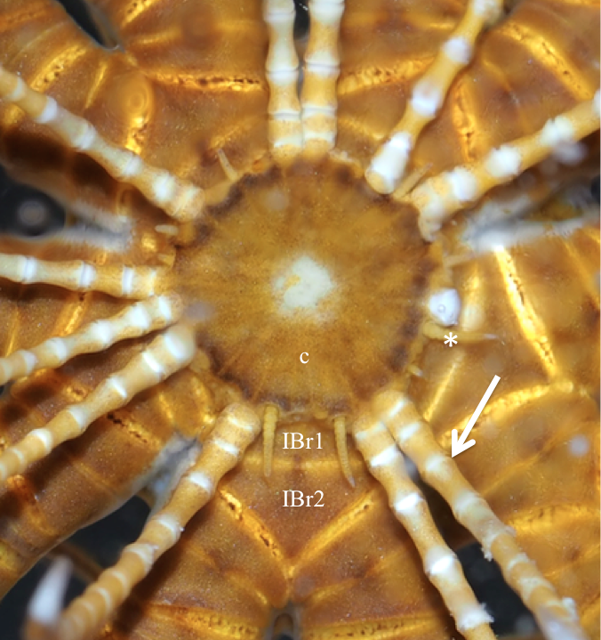 figure image
